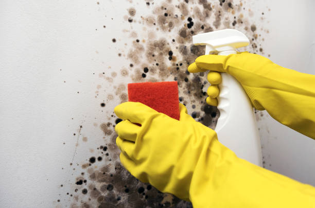 Best HVAC Mold Remediation in Boscobel, WI