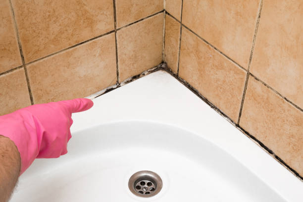 Best Industrial Mold Remediation in Boscobel, WI